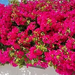 El Salam Campo Mijas فيلة