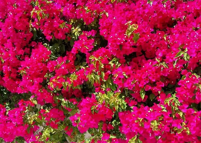 El Salam Campo Mijas 别墅