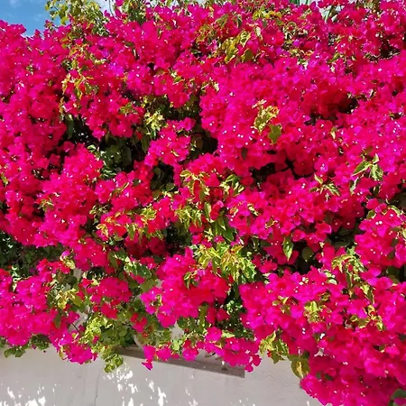 El Salam Campo Mijas Villa